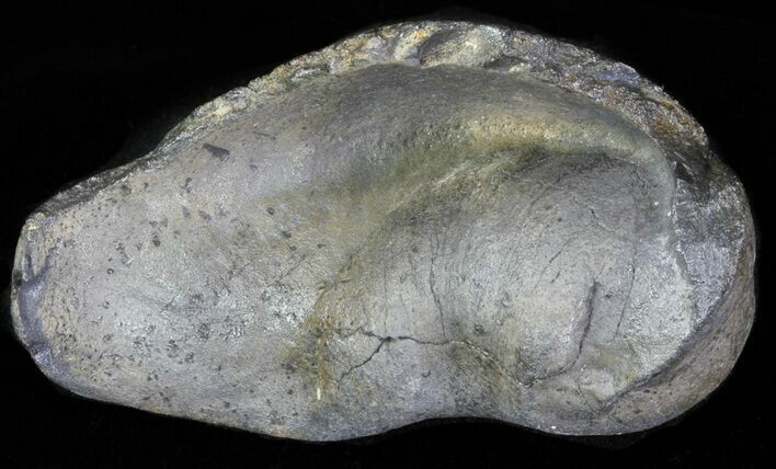 Fossil Whale Ear Bone - Miocene #63537